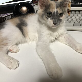 かぎしっぽ三毛の女の子