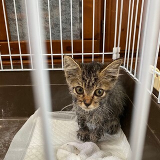 【里親決まりました】生後2ヶ月の保護子猫