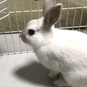 ミニうさぎ　生後11ヶ月　男の子