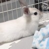 ミニうさぎ　生後11ヶ月　男の子 サムネイル2