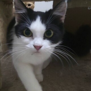 ちょっとビビリな脚長マンチカンの女の子♪