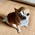 人が大好きチワワのアナゴ君