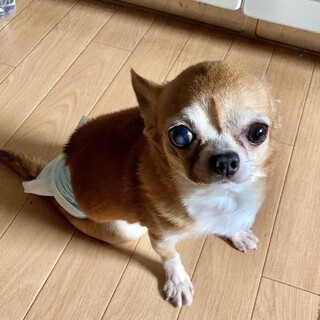 人が大好きチワワのアナゴ君