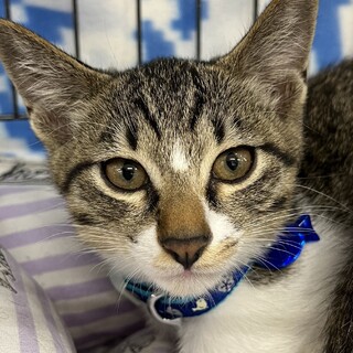 里親決定。まめ助くん