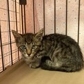 2ヶ月の可愛い兄弟猫　女の子