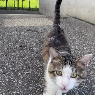 危ない生活をしています。人懐っこく声が可愛いです。