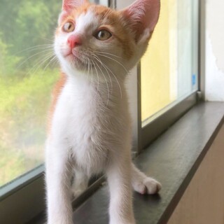 捨てられていた生後3ヶ月の茶白の子猫