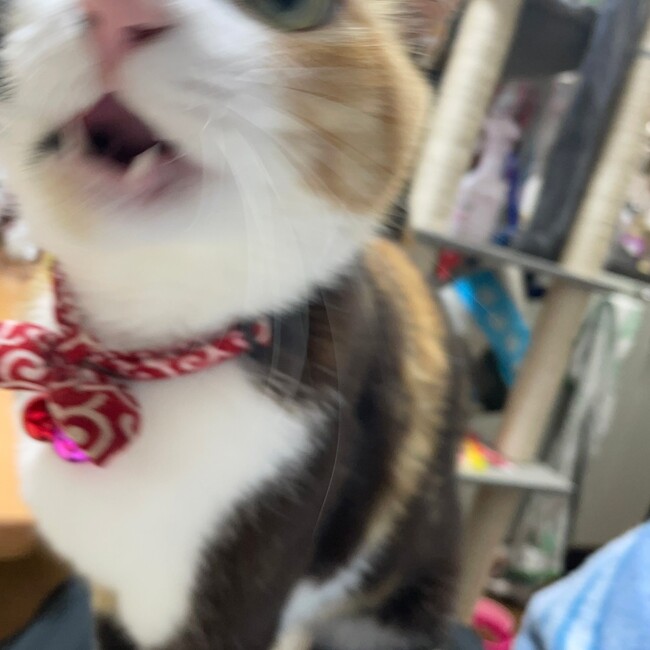 もも828のカバー写真