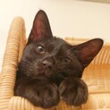 捨てられた生後3ヶ月の黒猫