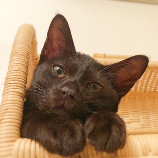 捨てられた生後3ヶ月の黒猫