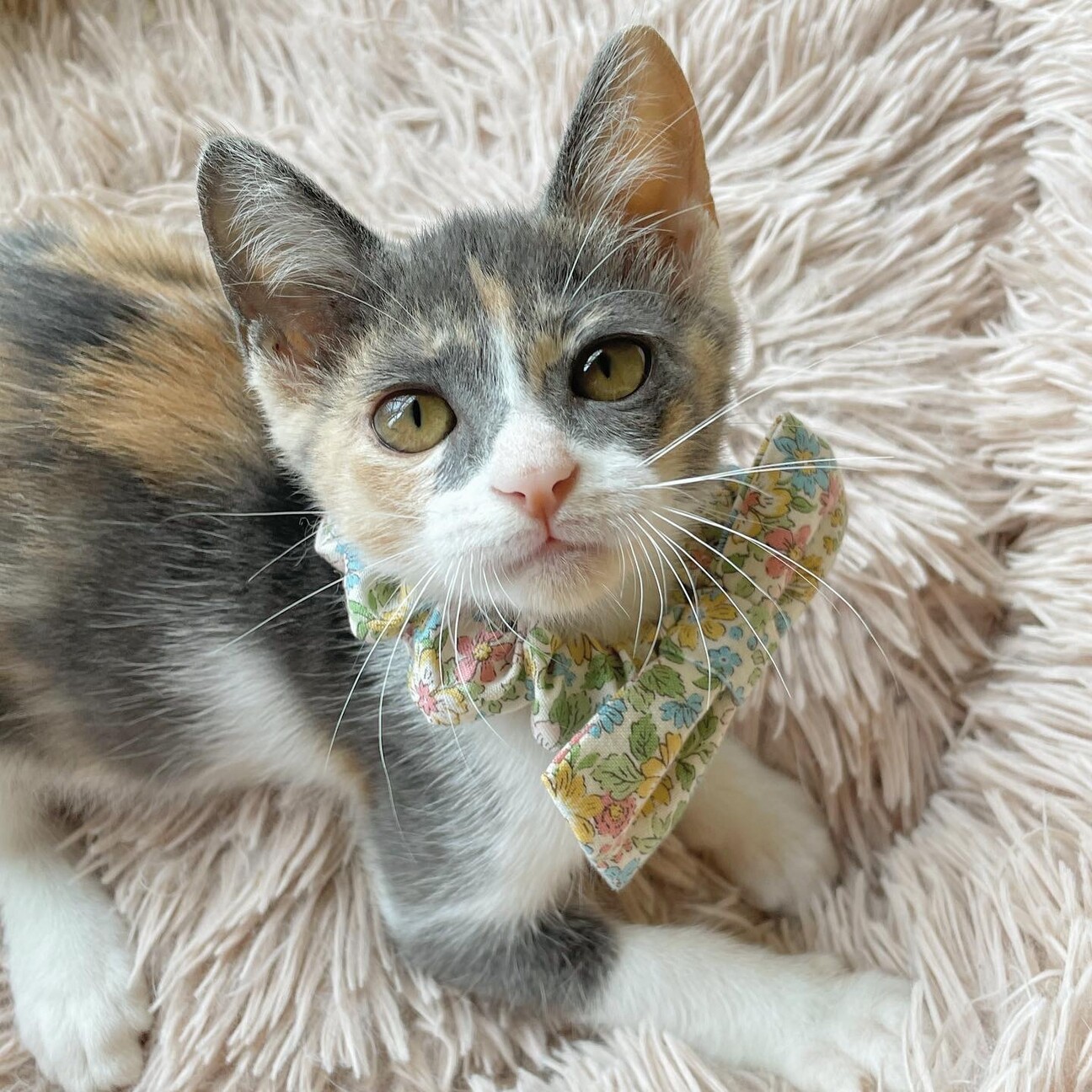 おてんばの甘えた パステ 京都府 猫の里親募集 ペットのおうち 月間利用者150万人 おてんばの甘えた パステ 京都府 猫の里親募集 ペットのおうち 月間利用者150万人