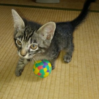 ちゃかりさんのメロンくん