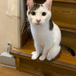 退院後の飼育困難