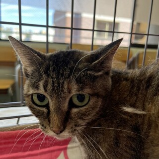 子育て上手の　マミー