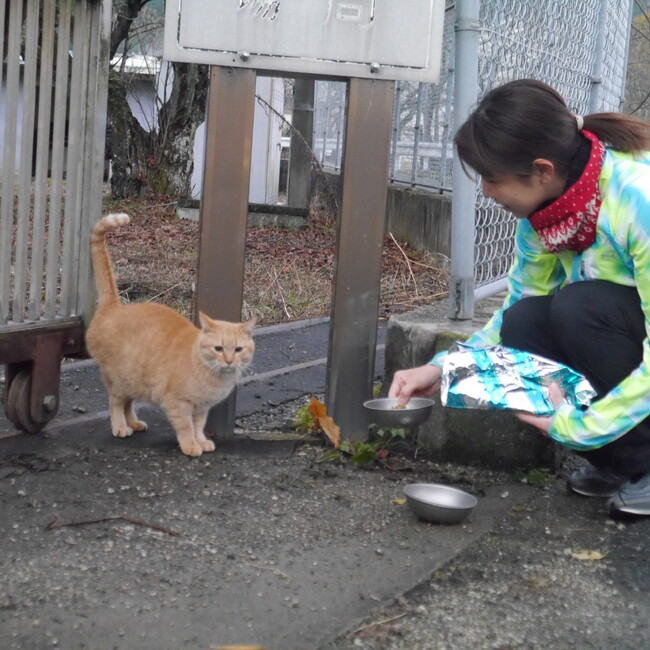 御所市ねこ部のカバー写真