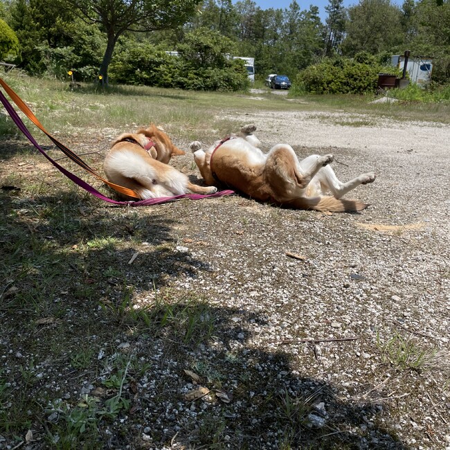 ひめサラままのカバー写真