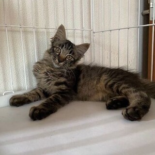 毛足長め☆美しい子猫