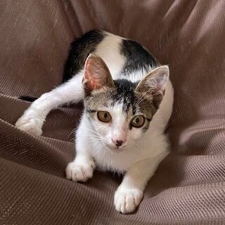 超甘えん坊☆元気な子猫