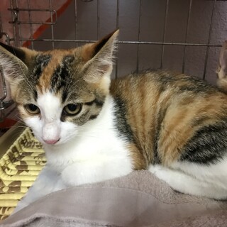 三毛のネイちゃん^_^緊急里親募集中！！