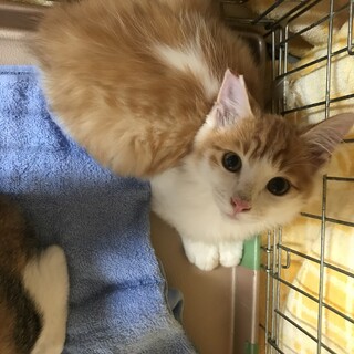 毛長茶白のマールくん^_^緊急里親募集中！！
