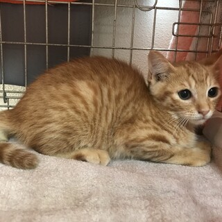 茶トラのメッシちゃん^_^緊急里親募集中！！