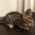 里親募集