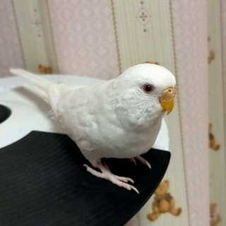 ★手乗りアルビノのピーちゃんです。よく歌います★