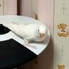 ★手乗りアルビノのピーちゃんです。よく歌います★ サムネイル5