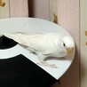 ★手乗りアルビノのピーちゃんです。よく歌います★ サムネイル6