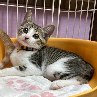 好奇心いっぱいの美猫さん　エノキちゃん