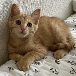 子猫の譲渡会in横浜 サムネイル2