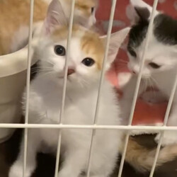 子猫の譲渡会in横浜 サムネイル3