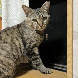 募集一時停止。可愛いポンちゃん