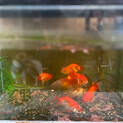 金魚
