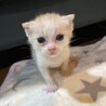 育児放棄され宮城から来た萩くん サムネイル2