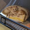 育児放棄され宮城から来た萩くん サムネイル4