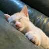 育児放棄され宮城から来た萩くん サムネイル5