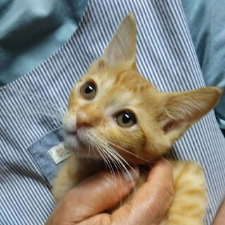 甘々♡茶トラのビッケくん