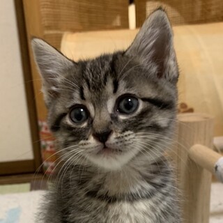 人懐こくてゆっくりペース男子ごろう