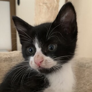 マイペースな性格ハチワレ男子ひろみ