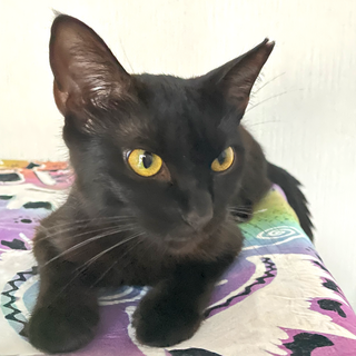 推定2021.4月生★優しい性格の美黒猫♀