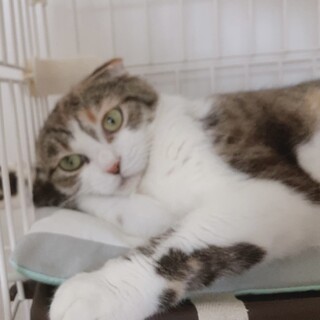 おとなしいスコティッシュのマミちゃん