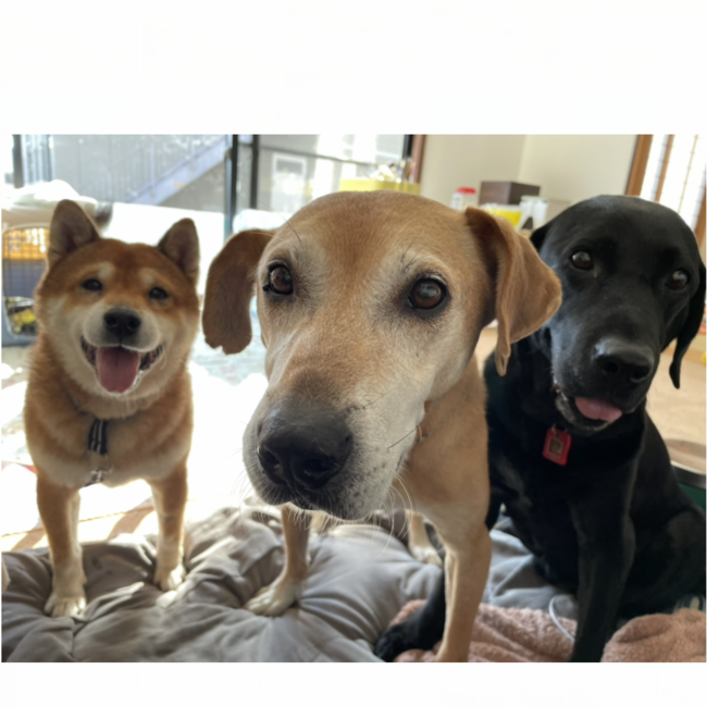 あやどん1122のカバー写真