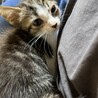 ひとさく