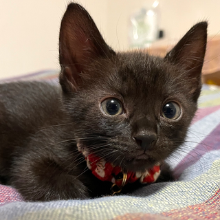 推定2022.6月生★よく寝るオットリの美黒猫♀