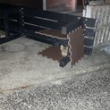 子猫を助けて下さい！