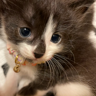 推定2022.6月生★小さくて天真爛漫な白黒猫♀