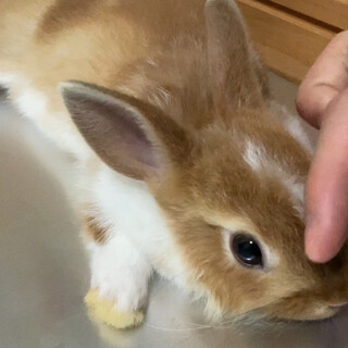 こうさぎの里親になってください