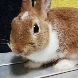 こうさぎの里親になってください2