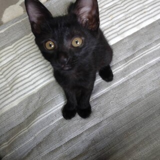 可愛い黒猫の女の子